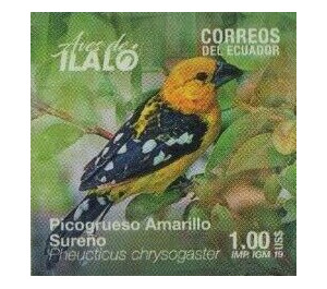 Golden Grosbeak (Pheucticus chrysogaster) - South America / Ecuador 2019 - 1
