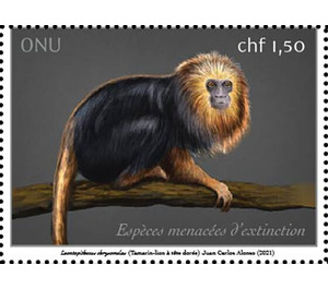 Golden-Headed Lion Tamarin (Leontopithecus chrysomelas) - UNO Geneva 2021 - 1.50