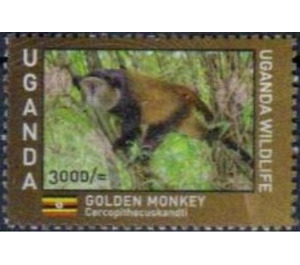 Golden Monkey (Cercopithecus kandti) - East Africa / Uganda 2017