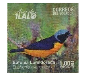 Golden-rumped Euphonia (Euphonia cyanocephala) - South America / Ecuador 2019 - 1