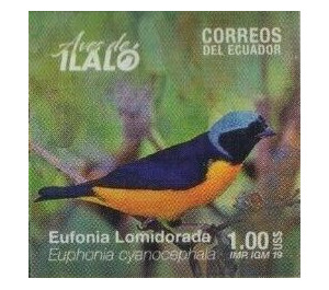 Golden-rumped Euphonia (Euphonia cyanocephala) - South America / Ecuador 2019 - 1