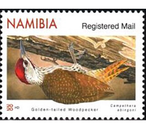 Golden-Tailed woodpecker (Campethera abingoni) - South Africa / Namibia 2020