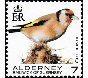 Goldfinch - Alderney 2020 - 7