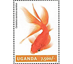 Goldfish (Carassius auratus auratus) - East Africa / Uganda 2014