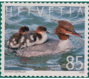 Goosander - Switzerland 2020 - 85