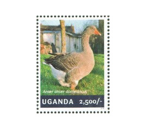 Goose (Anser anser domesticus) - East Africa / Uganda 2014