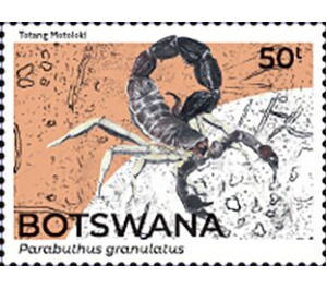Granulated Thick-Tailed Scorpion (Parabuthus granulatus) - South Africa / Botswana 2021 - 50