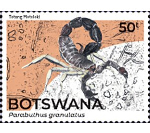 Granulated Thick-Tailed Scorpion (Parabuthus granulatus) - South Africa / Botswana 2021 - 50