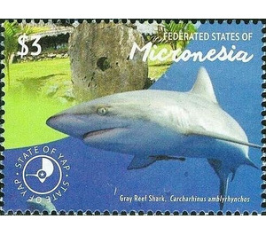 Gray reef shark - Micronesia / Micronesia, Federated States 2015 - 3