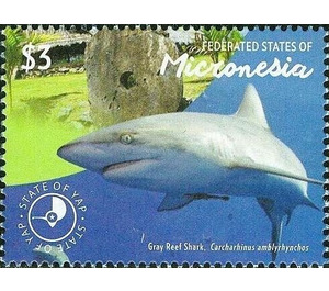 Gray reef shark - Micronesia / Micronesia, Federated States 2015 - 3