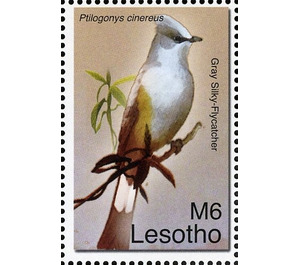 Gray Silky-flycatcher (Ptilogonys cinereus) - South Africa / Lesotho 2007 - 6