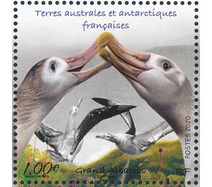 Great Albatross (Diomedea) - French Australian and Antarctic Territories 2020 - 1