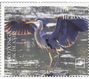 Great Blue Heron (Ardea herodias) - Cook Islands, Rarotonga 2020 - 5.50
