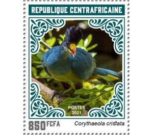 Great Blue Turaco (Corythaeola cristata) - Central Africa / Central African Republic 2021 - 850