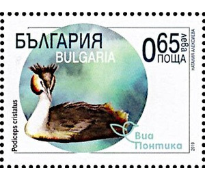 Great crested Grebe (Podiceps cristatus) - Bulgaria 2019 - 0.65