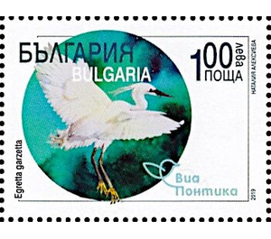 Great crested Grebe (Podiceps cristatus) - Bulgaria 2019 - 1