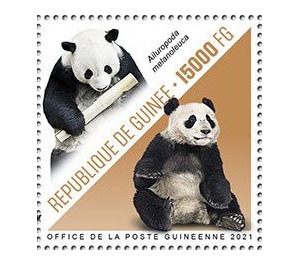 Great Panda (Ailuropoda melanoleuca) - West Africa / Guinea 2021