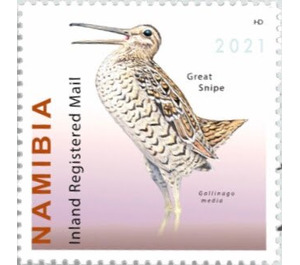 Great Snipe (Gallinago media) - South Africa / Namibia 2021