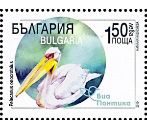 Great White Pelican (Pelecanus onocrotalus) - Bulgaria 2019 - 1.50