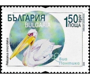 Great White Pelican (Pelecanus onocrotalus) - Bulgaria 2019 - 1.50