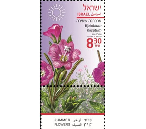 Great Willowherb (Epilobium hirsutum) - Israel 2020 - 8.30