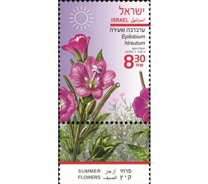 Great Willowherb (Epilobium hirsutum) - Israel 2020 - 8.30