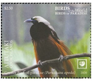 Greater Bird of Paradise (Paradisaea apoda) - Aitutaki 2020 - 2.50