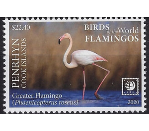 Greater Flamingo (Phoenicopterus roseus) - Polynesia / Penrhyn 2020