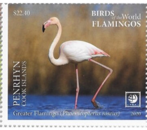 Greater Flamingo (Phoenicopterus roseus) - Polynesia / Penrhyn 2020