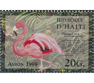 Greater Flamingo (Phoenicopterus ruber roseus) - Caribbean / Haiti 1999 - 20
