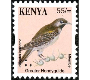 Greater Honeyguide (Indicator indicator) - East Africa / Kenya 2014 - 55