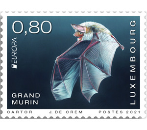 Greater Mouse-Eared Bat (Myotis myotis) - Luxembourg 2021 - 0.80