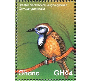 Greater Necklaced Laughingthrush    Garrulax pectoralis - West Africa / Ghana 2017 - 4