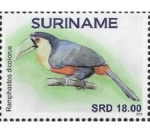 Green-billed toucan (Ramphastos dicolorus) - South America / Suriname 2021