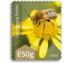 Green-eyed Flower Bee (Anthophora bimaculata) - Luxembourg 2020