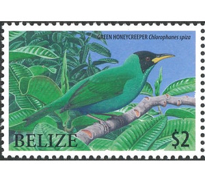 Green Honeycreeper    Chlorophanes spiza - Central America / Belize 2009 - 2