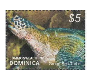 Green Sea Turtle (Chelonia mydas) - Caribbean / Dominica 2014 - 5
