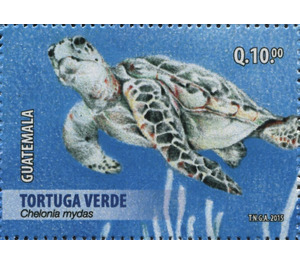 Green Sea Turtle (Chelonia mydas) - Central America / Guatemala 2015 - 10