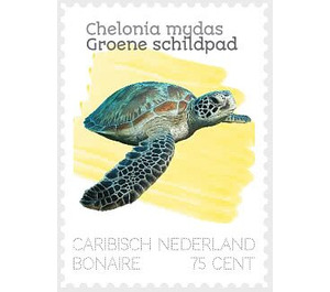 Green Sea Turtles (Chelonia mydas) - Caribbean / Bonaire 2020 - 75