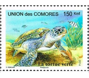 Green Turtle (Chelonia mydas) - East Africa / Comoros 2014 - 150