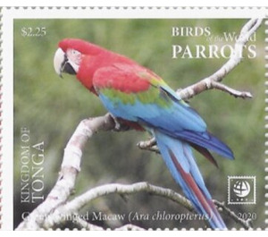 Green-Winged Macaw (Ara chloropterus) - Polynesia / Tonga 2020