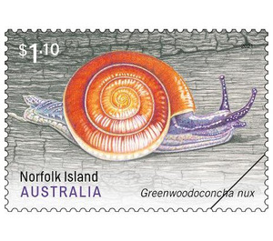 Greenwoodoconcha nux - Norfolk Island 2021