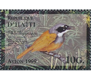 Grey-crowned Palm-tanager (Phaenicophilus poliocephalus) - Caribbean / Haiti 1999 - 10