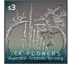 Grey-green Ice Flower - Australian Antarctic Territory 2016 - 3