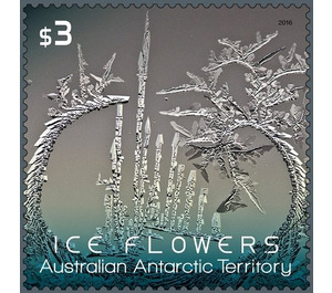 Grey-green Ice Flower - Australian Antarctic Territory 2016 - 3