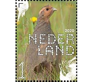 Grey Partridge (Perdix perdix) - Netherlands 2020 - 1