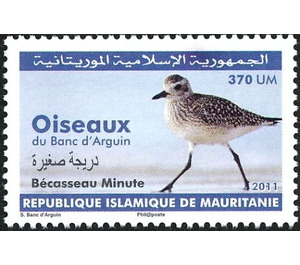 Grey Plover - Pluvialis squatarola - West Africa / Mauritania 2011 - 370