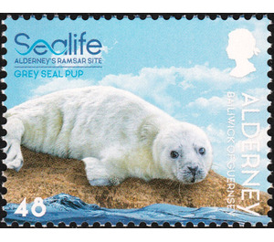 Grey Seal Pup - Alderney 2020 - 48