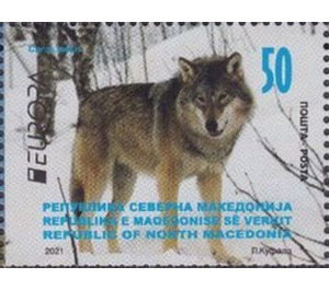 Grey Wolf (Canis lupus) - Macedonia / North Macedonia 2021 - 50
