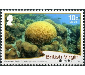 Grooved Brain Coral - Caribbean / British Virgin Islands 2017 - 10